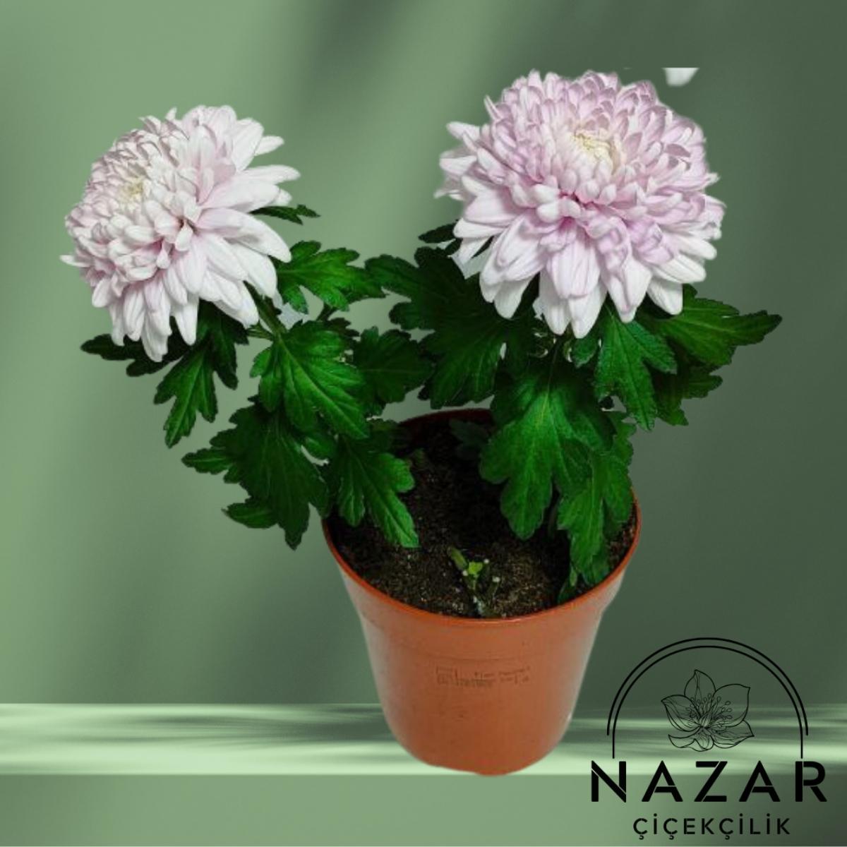Pembe Kasımpatı Çiçeği (Krizentem Çiçeği)