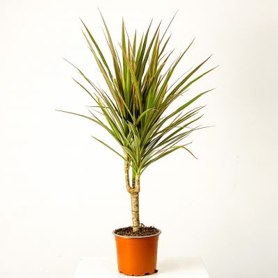 Dracaena Marginata