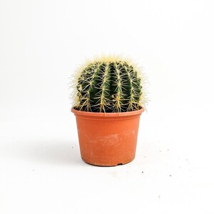 Echinocactus Grusonii-Ekinoks Kaktüs