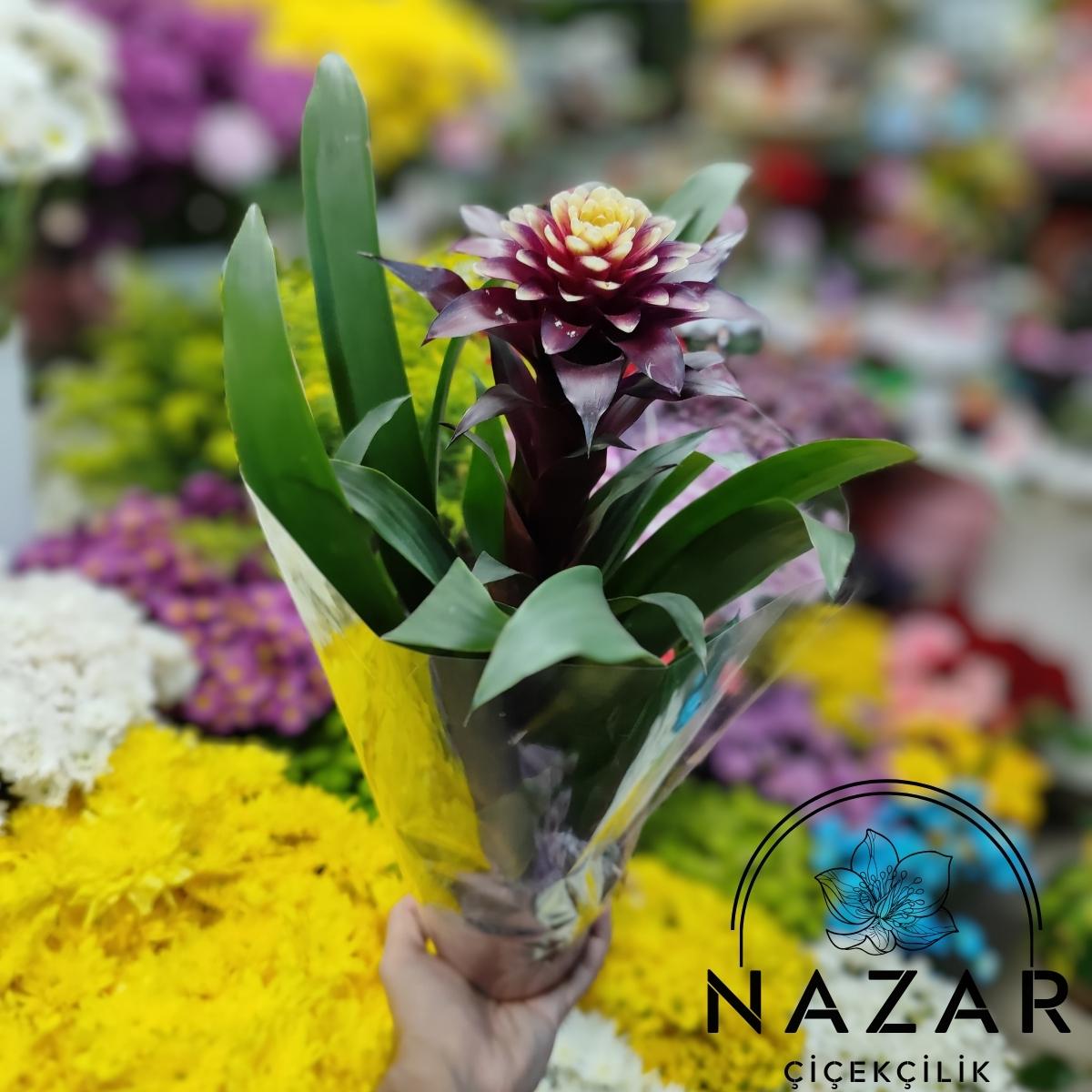 Guzmania